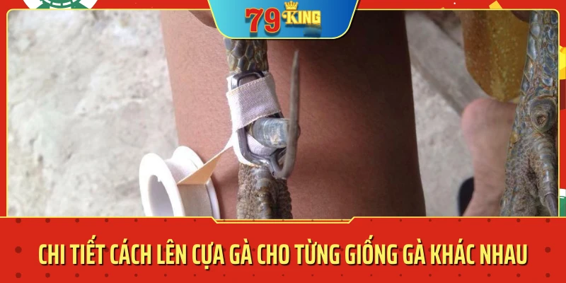 Cách lên cựa gà